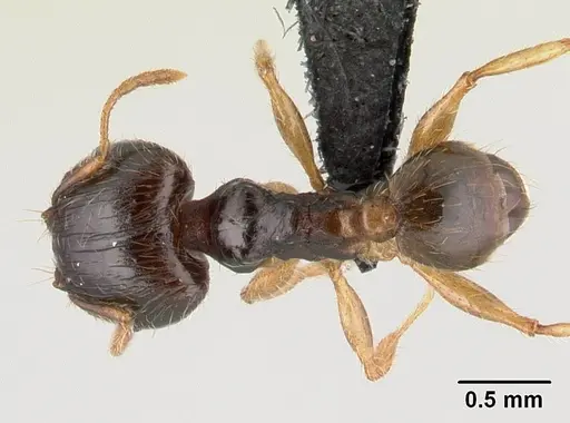 Pheidole megatron specimen CASENT0146034 image casent0146034_1