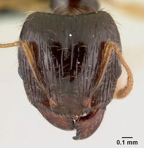 Pheidole megatron specimen CASENT0146034 image casent0146034_2