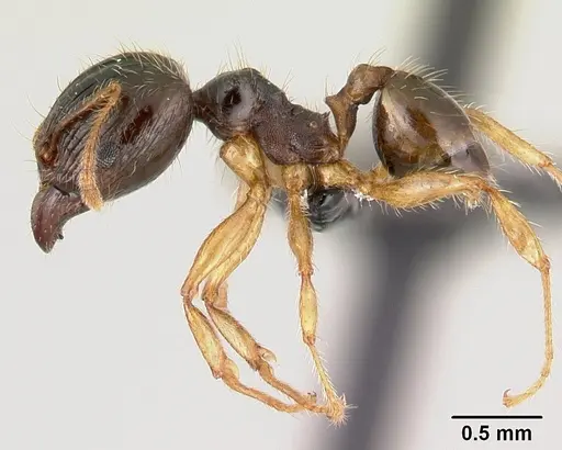 Pheidole megatron specimen CASENT0146034 image casent0146034_3