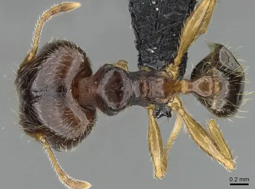 Pheidole megatron specimen CASENT0147194 image casent0147194_1