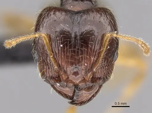Pheidole megatron specimen CASENT0147194 image casent0147194_2