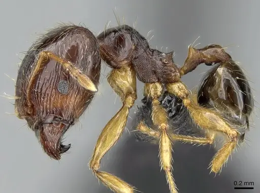 Pheidole megatron specimen CASENT0147194 image casent0147194_3