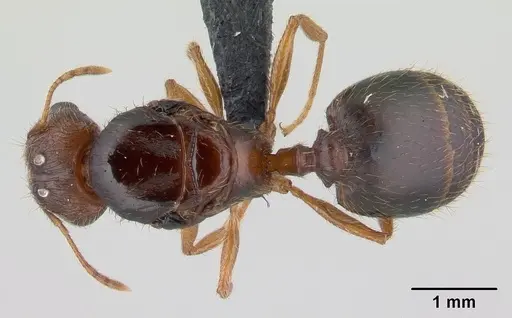 Pheidole megatron specimen CASENT0147219 image casent0147219_1