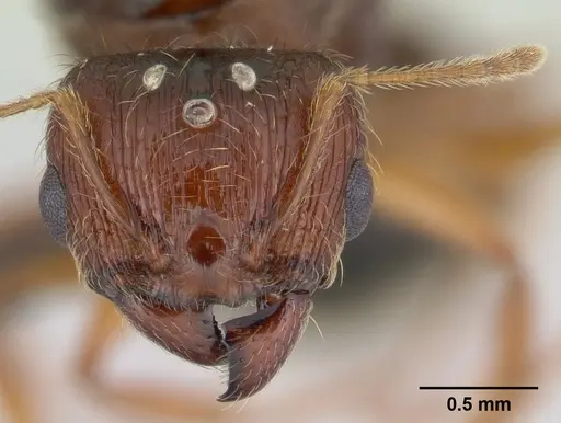 Pheidole megatron specimen CASENT0147219 image casent0147219_2