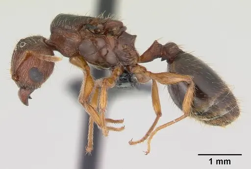 Pheidole megatron specimen CASENT0147219 image casent0147219_3