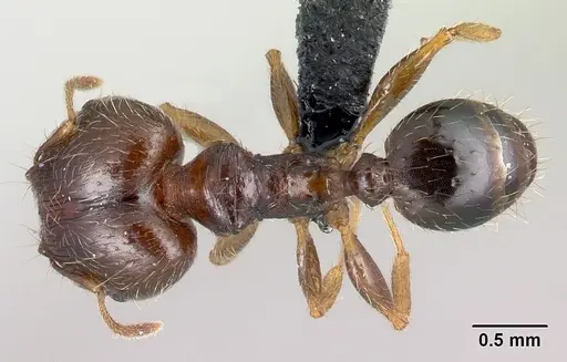 Pheidole megatron specimen CASENT0179573 image casent0179573_1