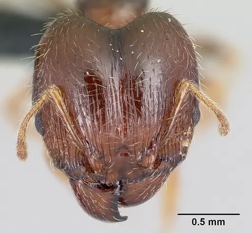 Pheidole megatron specimen CASENT0179573 image casent0179573_2