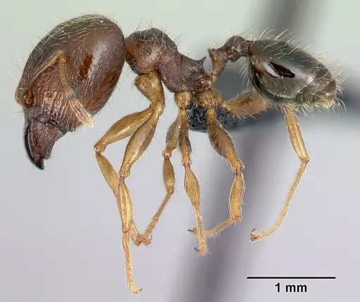 Pheidole megatron specimen CASENT0179573 image casent0179573_3