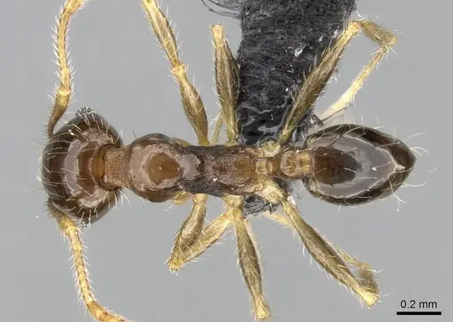 Pheidole megatron specimen CASENT0281179 image casent0281179_1