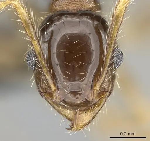 Pheidole megatron specimen CASENT0281179 image casent0281179_2