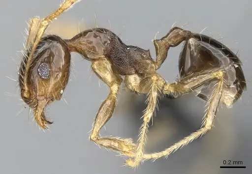 Pheidole megatron specimen CASENT0281179 image casent0281179_3