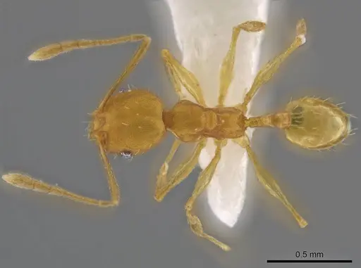 Pheidole meinerti specimen CASENT0636786 image casent0636786_1