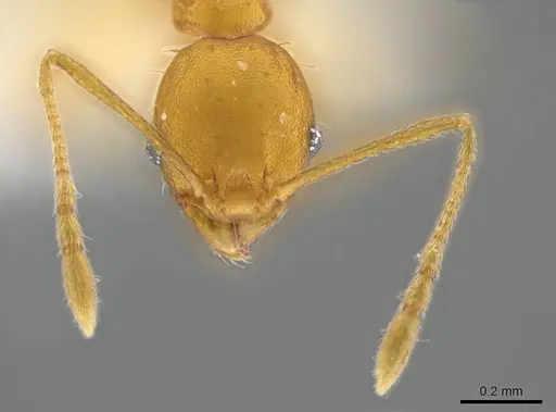 Pheidole meinerti specimen CASENT0636786 image casent0636786_2