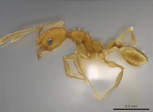 Pheidole meinerti specimen CASENT0636786 image casent0636786_3