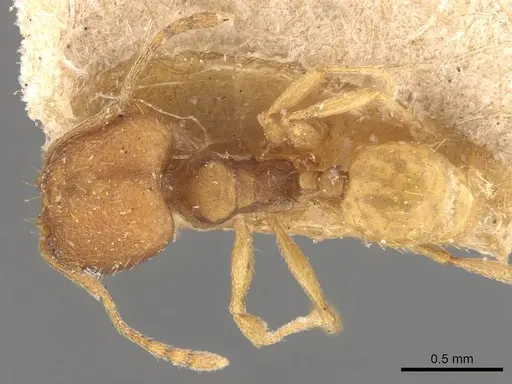 Pheidole meinerti specimen CASENT0908289 image casent0908289_1