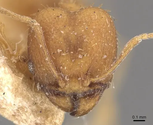 Pheidole meinerti specimen CASENT0908289 image casent0908289_2