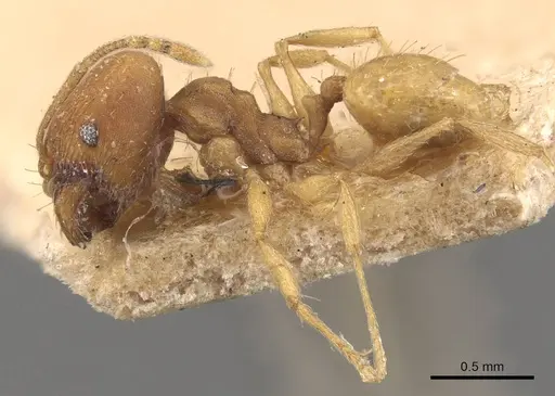 Pheidole meinerti specimen CASENT0908289 image casent0908289_3
