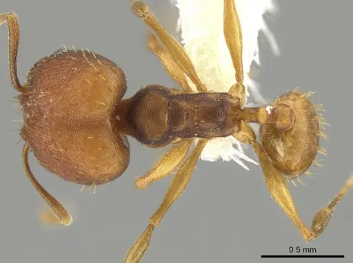 Pheidole meinerti specimen JTLC000015191 image jtlc000015191_1