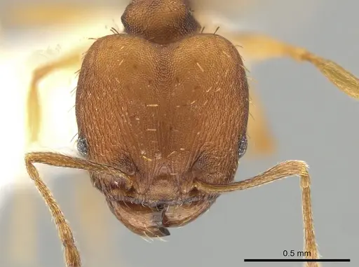 Pheidole meinerti specimen JTLC000015191 image jtlc000015191_2