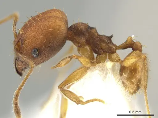 Pheidole meinerti specimen JTLC000015191 image jtlc000015191_3