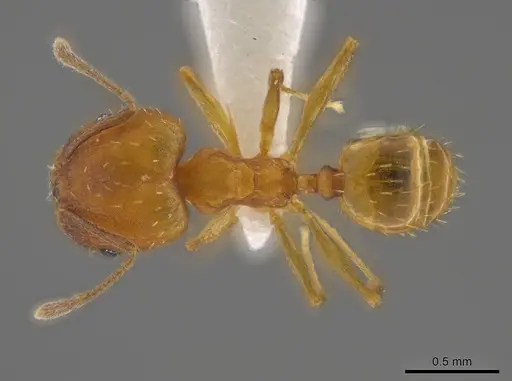 Pheidole meinerti specimen JTLC000016448 image jtlc000016448_1