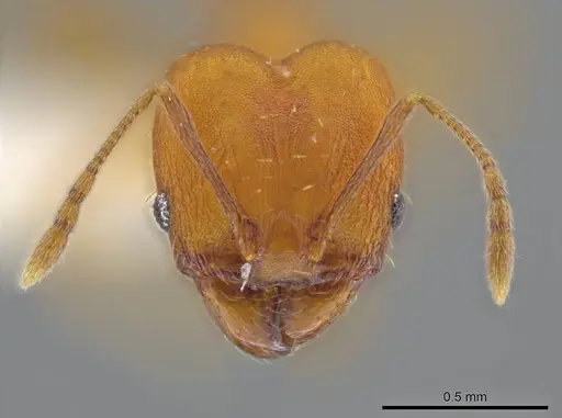 Pheidole meinerti specimen JTLC000016448 image jtlc000016448_2