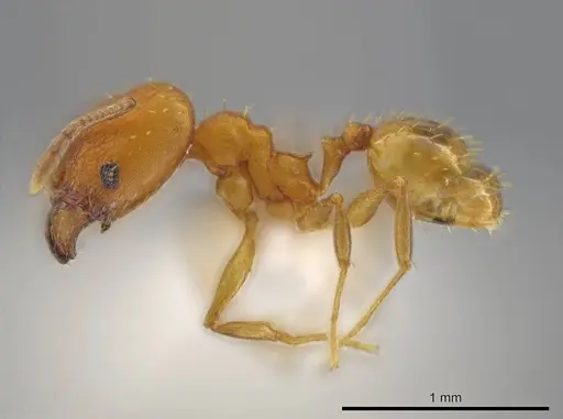 Pheidole meinerti specimen JTLC000016448 image jtlc000016448_3
