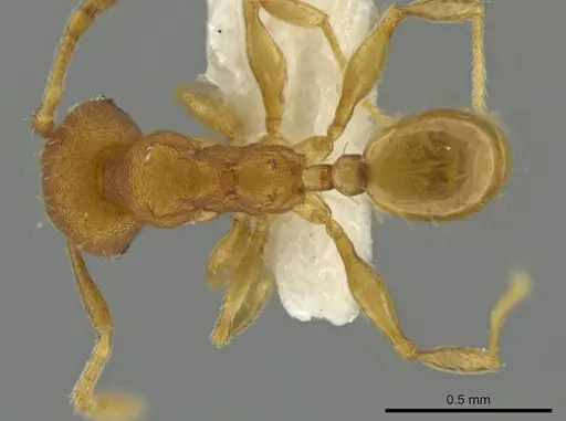 Pheidole meinertopsis specimen CASENT0645825 image casent0645825_1