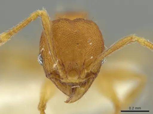 Pheidole meinertopsis specimen CASENT0645825 image casent0645825_2