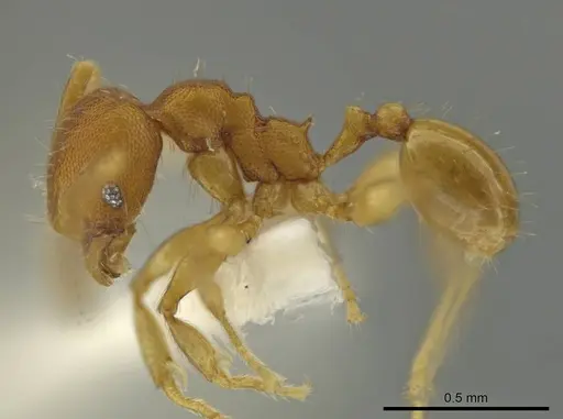 Pheidole meinertopsis specimen CASENT0645825 image casent0645825_3