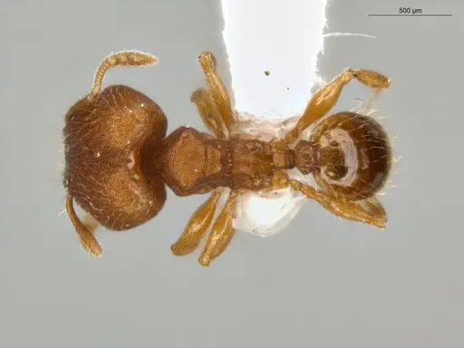 Pheidole meinertopsis specimen ECOFOG-MI15-0166-31-S image ecofog-mi15-0166-31-s_1