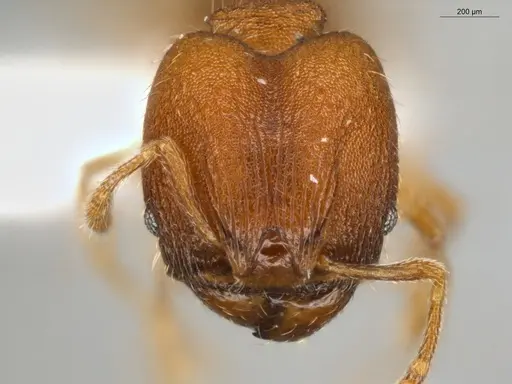 Pheidole meinertopsis specimen ECOFOG-MI15-0166-31-S image ecofog-mi15-0166-31-s_2
