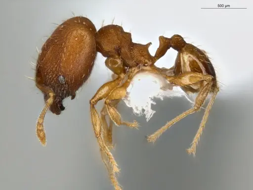 Pheidole meinertopsis specimen ECOFOG-MI15-0166-31-S image ecofog-mi15-0166-31-s_3