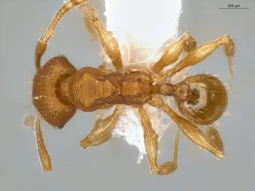 Pheidole meinertopsis specimen ECOFOG-MI15-0166-31 image ecofog-mi15-0166-31_1