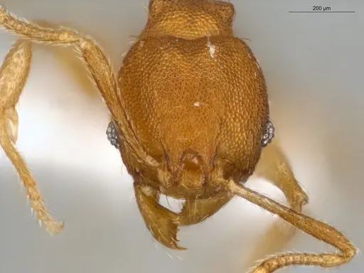 Pheidole meinertopsis specimen ECOFOG-MI15-0166-31 image ecofog-mi15-0166-31_2