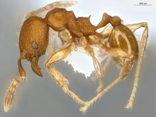 Pheidole meinertopsis specimen ECOFOG-MI15-0166-31 image ecofog-mi15-0166-31_3