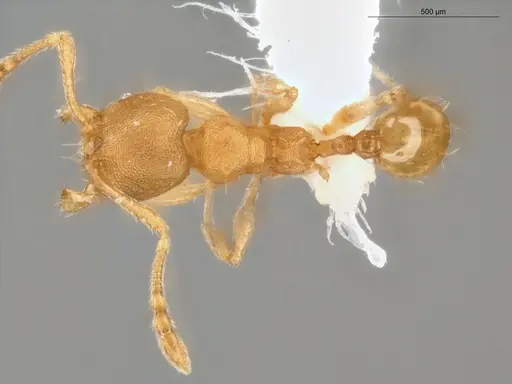 Pheidole meinertopsis specimen ECOFOG-PA14-0190-17 image ecofog-pa14-0190-17_1