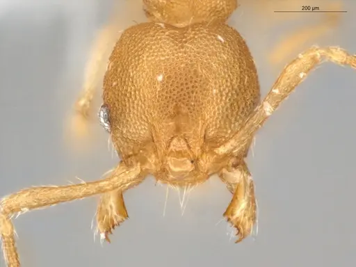 Pheidole meinertopsis specimen ECOFOG-PA14-0190-17 image ecofog-pa14-0190-17_2