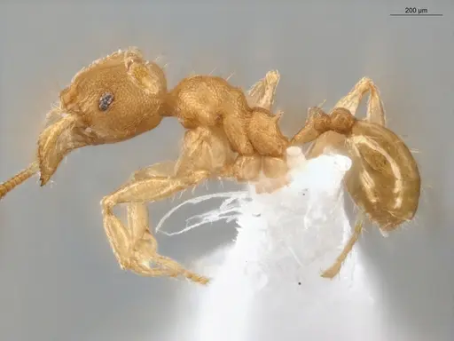 Pheidole meinertopsis specimen ECOFOG-PA14-0190-17 image ecofog-pa14-0190-17_3