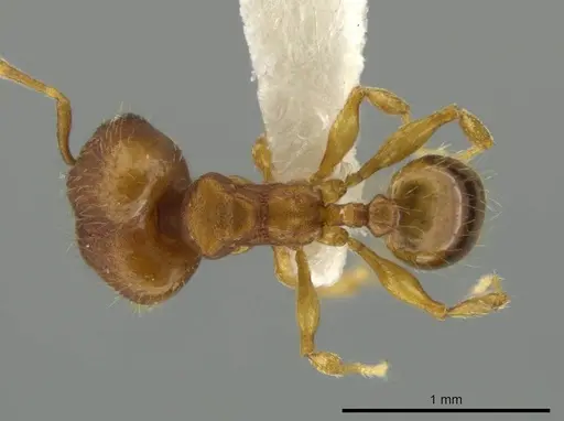 Pheidole meinertopsis specimen JTLC000016449 image jtlc000016449_1