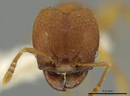 Pheidole meinertopsis specimen JTLC000016449 image jtlc000016449_2