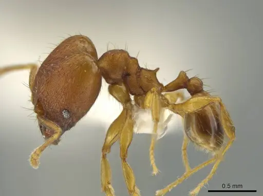 Pheidole meinertopsis specimen JTLC000016449 image jtlc000016449_3