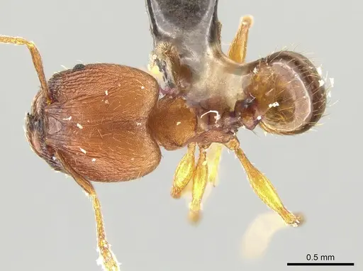 Pheidole meinertopsis specimen USNMENT00686248 image usnment00686248_1