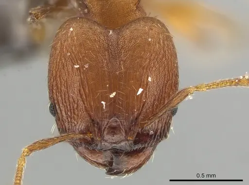 Pheidole meinertopsis specimen USNMENT00686248 image usnment00686248_2