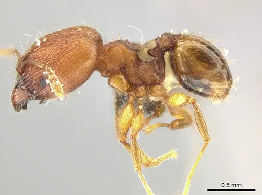 Pheidole meinertopsis specimen USNMENT00686248 image usnment00686248_3