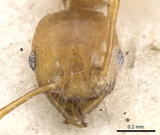 Pheidole melanogaster specimen CASENT0901532 image casent0901532_2
