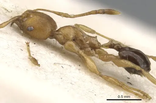 Pheidole melanogaster specimen CASENT0901532 image casent0901532_3
