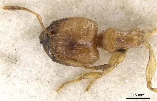 Pheidole melanogaster specimen CASENT0901533 image casent0901533_1