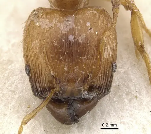 Pheidole melanogaster specimen CASENT0901533 image casent0901533_2