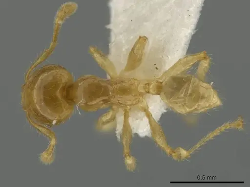 Pheidole melastomae specimen CASENT0645826 image casent0645826_1